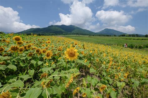 Besar, biasanya berwarna kuning terang. Wow 18+ Bunga Matahari Bahasa Jepang - Gambar Bunga Indah