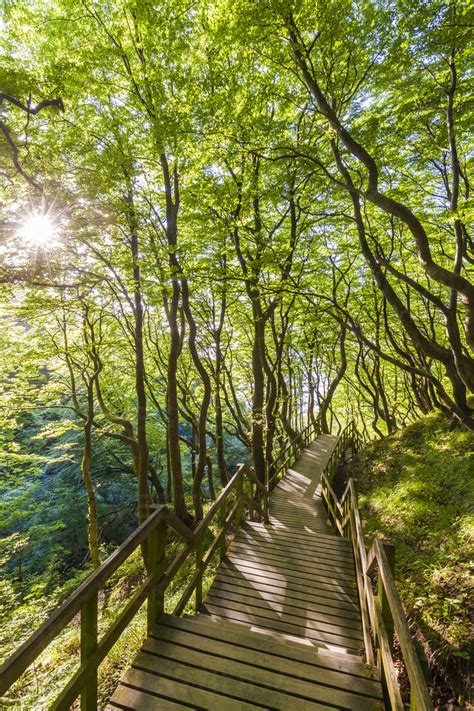 Denmark Mon Island Mons Klint Wooden Path In Forest Stock Photo