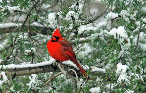 Cardinal In Snowy Pine Tree Photograph By Kaleen Vaden Pixels