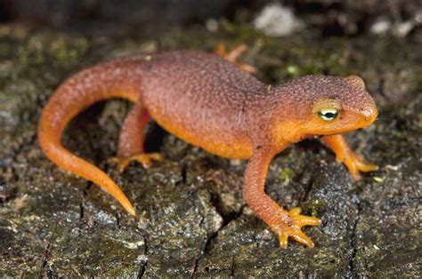 Newts Wild Animals News And Facts