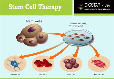 Present State Of Stem Cell Treatment Development And Research