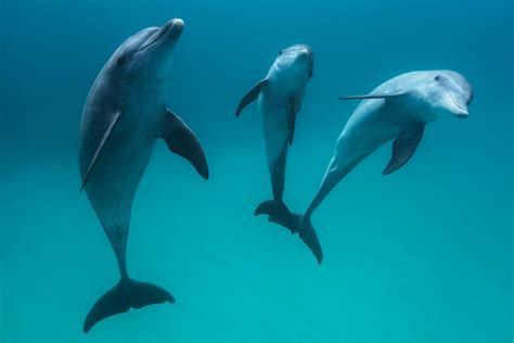 Photo Les Dauphins