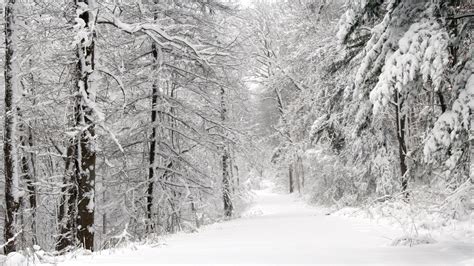Download Wallpaper 1920x1080 Wood Winter Snow Trees Panorama