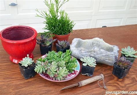 Succulents In Pots Without Drain Holes Planting And Care Tips