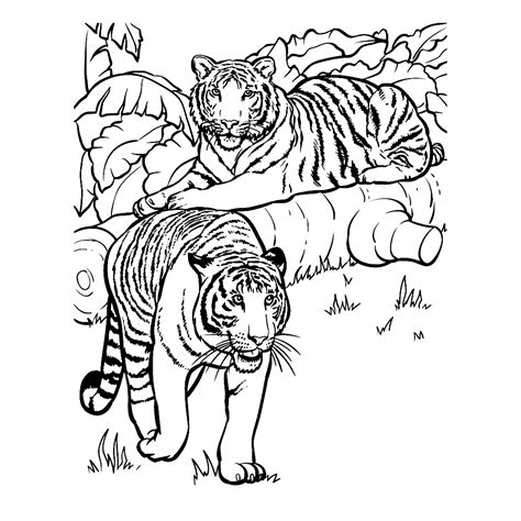 Tiger Ausmalbilder Malvorlagen 100 KOSTENLOS