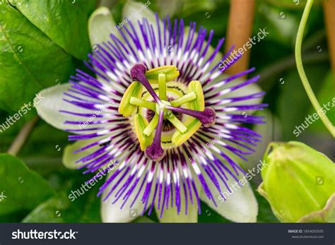 Passionflower Flower