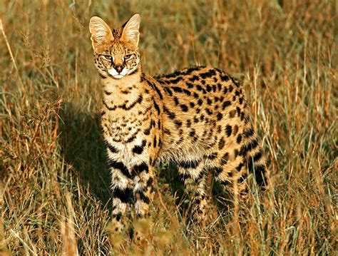 Rare Wild Cat Species That Exist On The Earth 12 Photos