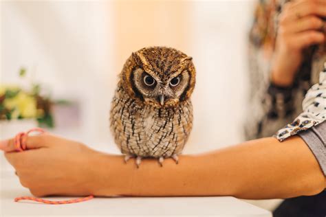 What Owl Cafes Are Really Like In Japan Travel Pockets