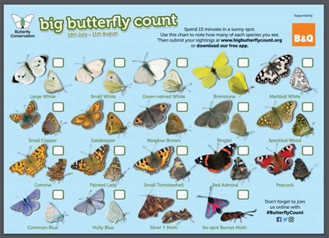 The Big Butterfly Count Thames Basin Heaths