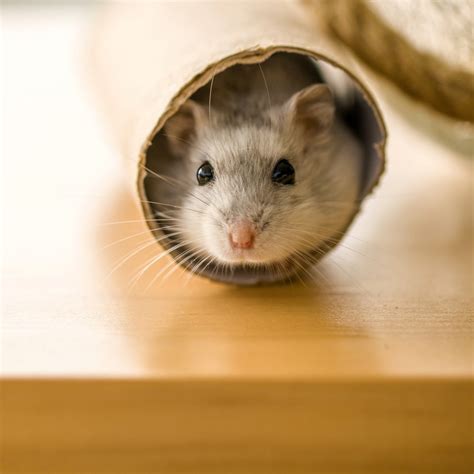 9 Interesting Facts About Hamsters