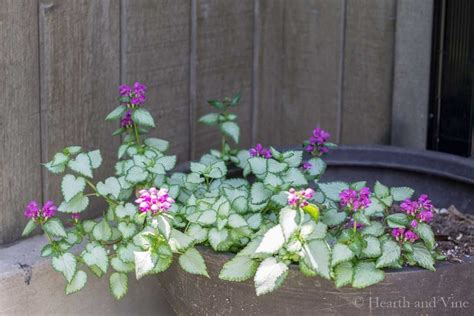 Perennials For Containers Frugal Ways To Fill Your Flower Pots