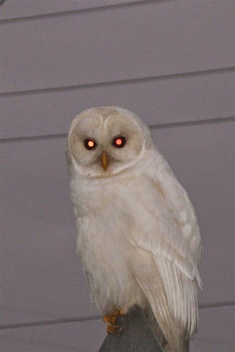 An Owl With Red Eyes Sitting On Top Of A Pole