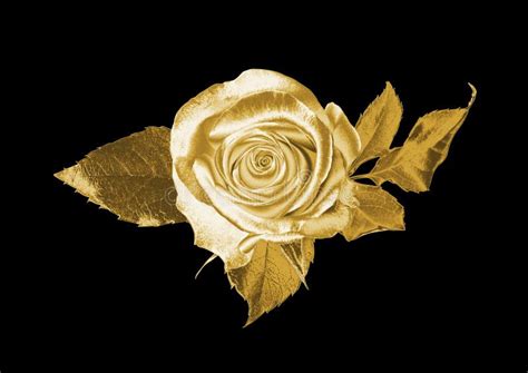 Gold Rose Stock Image Image Of Textures Background 96026217