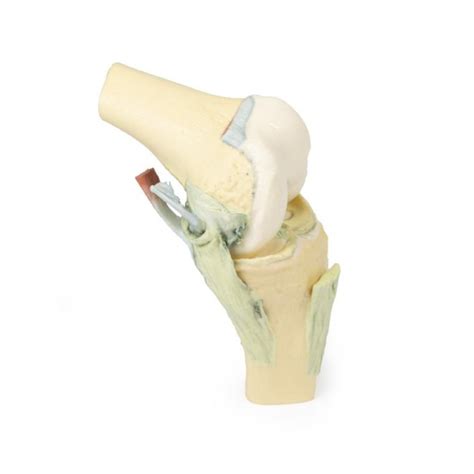 Knee Joint Flexed Australian Physiotherapy Equipment