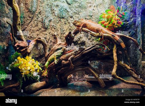 Big Iguana Lizard In Terrarium Animal Asia Stock Photo Alamy