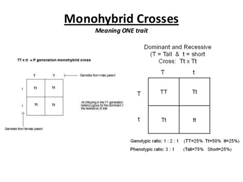 Since genes are inherited randomly and independently, punnett squares. 27 Monohybrid Crosses Worksheet Answers - Worksheet ...