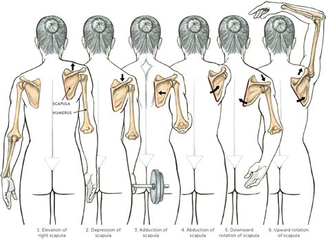 Shoulder Scapula Movement Human Anatomy Anatomy Human Muscle Anatomy