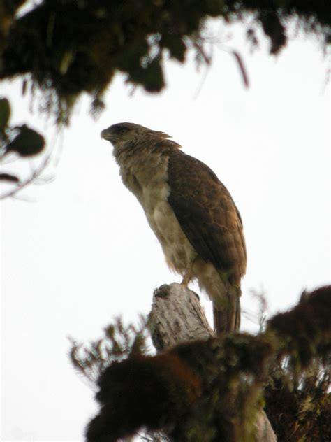 How eagles live - WriteWork