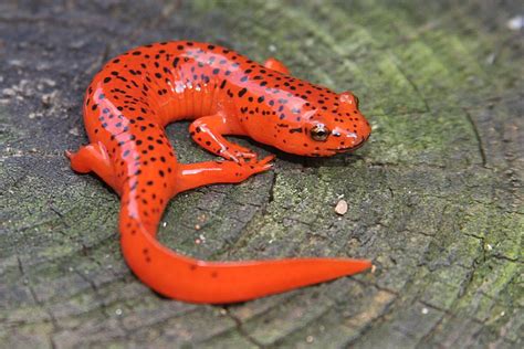 Red Salamander Facts And Pictures