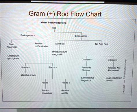 Solved Gram Rod Flow Chart Gram Positive Bacteria Rod Endospores