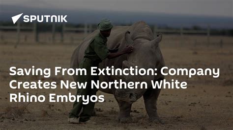 Saving From Extinction Company Creates New Northern White Rhino