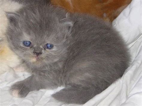 So whether you are located here in california or across the usa, a delightful treasured persian. Persian kittens FOR SALE ADOPTION from San Diego ...