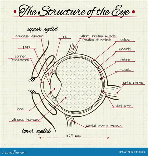 Structure Of Human Eye Anatomy Of Crystalline Lens Structure