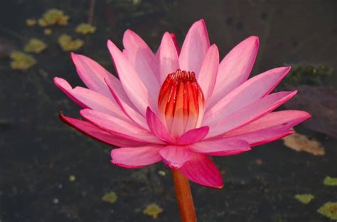 Free Picture Red Lotus Nature Red Flower Garden Leaf Flora