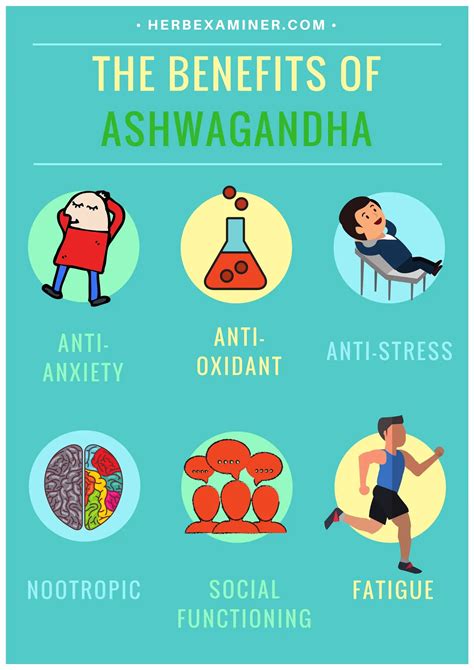Ashwagandha Benefits Herb Examiner