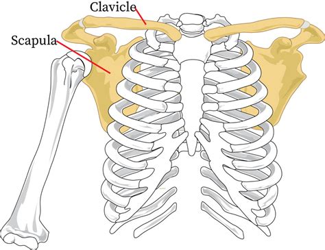 Structure And Function Of The Pectoral Girdle Bartleby