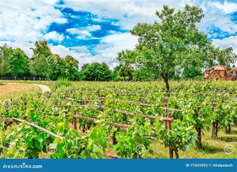 Vineyards In The French Countryside Stock Image Image Of Garden