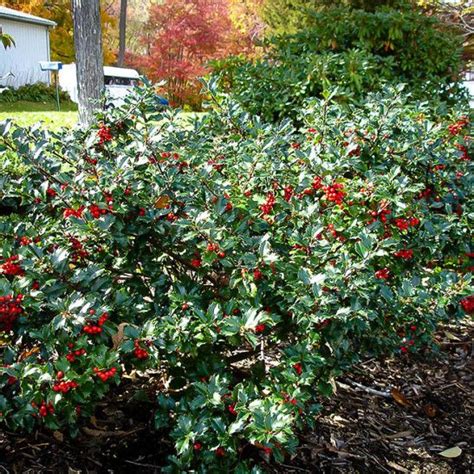 In the northeast florida landscape. Blue Girl Holly | Holly tree, Evergreen bush, Landscape plans