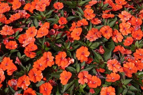 15 Best Flowering Houseplants Indoor Gardening