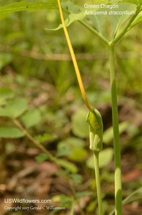 Maybe you would like to learn more about one of these? US Wildflower - Green Dragon, Dragonroot - Arisaema dracontium