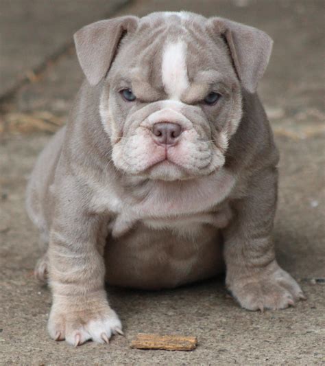 Beautiful bulldogs of texas 5003 fm 360 needville, tx needville united states ph: English bulldog puppy for sale