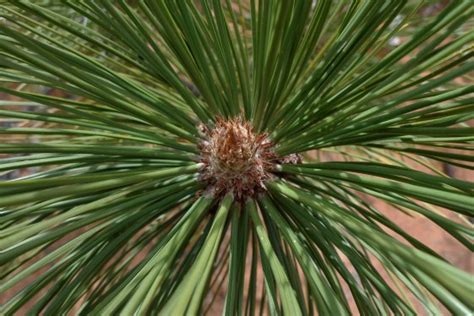 Evergreen Needles From A Pine Spruce Or Fir Tree Jakes Nature Blog