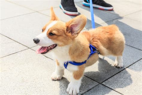 10 Best Corgi Rescues For Adoption 2023 Our Top 10 Picks