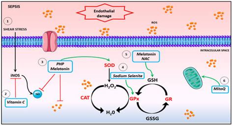 Antioxidants Free Full Text Clotting Dysfunction In Sepsis A Role