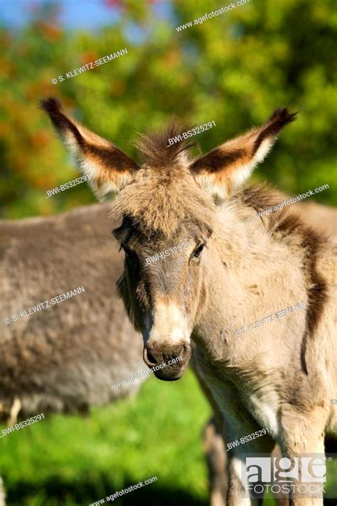 Domestic Donkey Equus Asinus F Asinus Portrait Of A Foal Germany