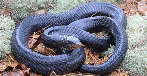 Rare Eastern Indigo Snake Making A Comeback In Alabama Here Is How It
