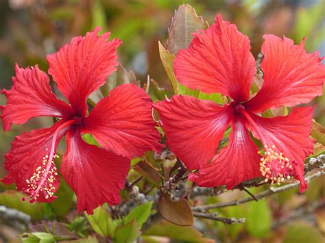 Free Picture Hibiscus Flora Beautiful Nature Red