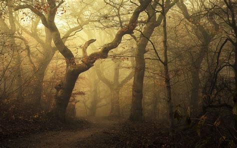 Mist Landscape Morning Nature Forest Path Leaves Trees Fall