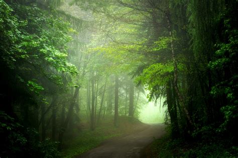 Path In Green Misty Forest Hd Wallpaper Background Image 2048x1365