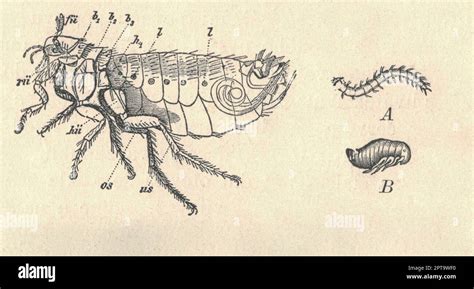 Antique Engraved Illustration Of The Human Flea Metamorphosis Vintage