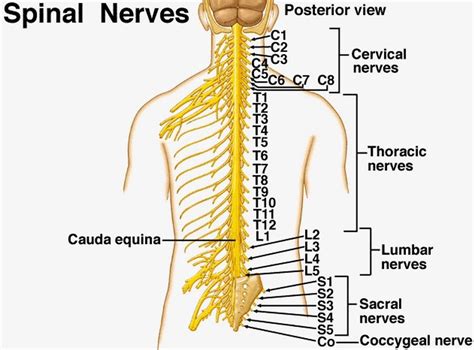 Peripheral Nervous System The 31 Pairs Of Spinal Nerves Exit The