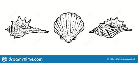 Seashells Collection Ink Black And White Doodle Drawing Stock Vector