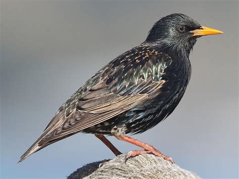 European Starling Celebrate Urban Birds