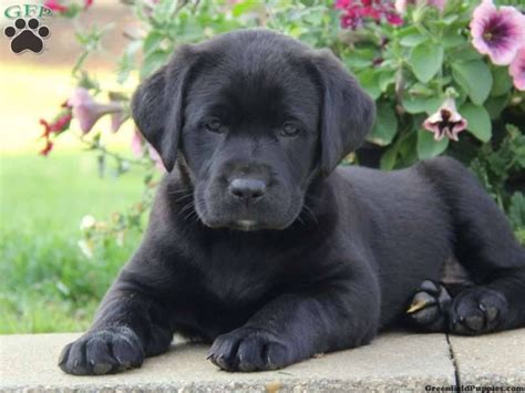 We have a 9 month old english labrador for sale. black lab pup | Black lab puppies, Lab puppies, Cute lab ...