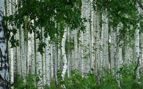Birch Tree Forest Desktop Wallpaper
