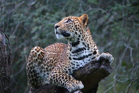 Big cats like leopards, lions and genets; Temperate Rainforest Animals